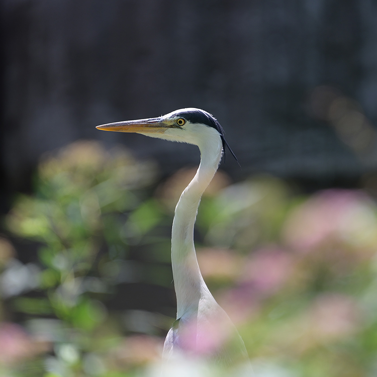 Nikon Z TELECONVERTER TC-1.4x 增距鏡