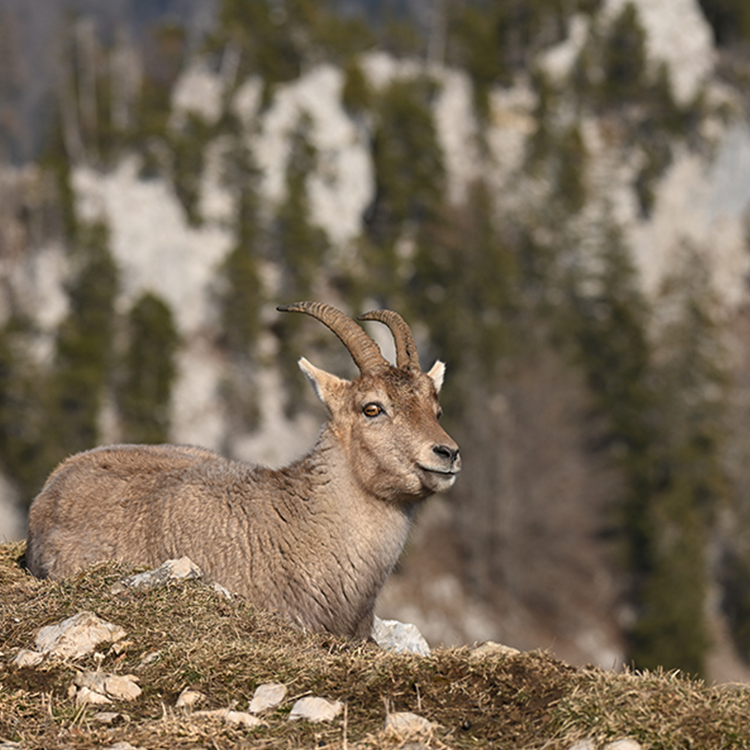 NIKKOR Z 180-600mm f/5.6-6.3 VR