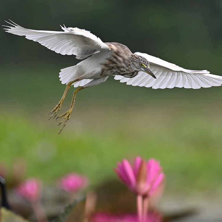 NIKKOR Z 600mm f/6.3 VR S