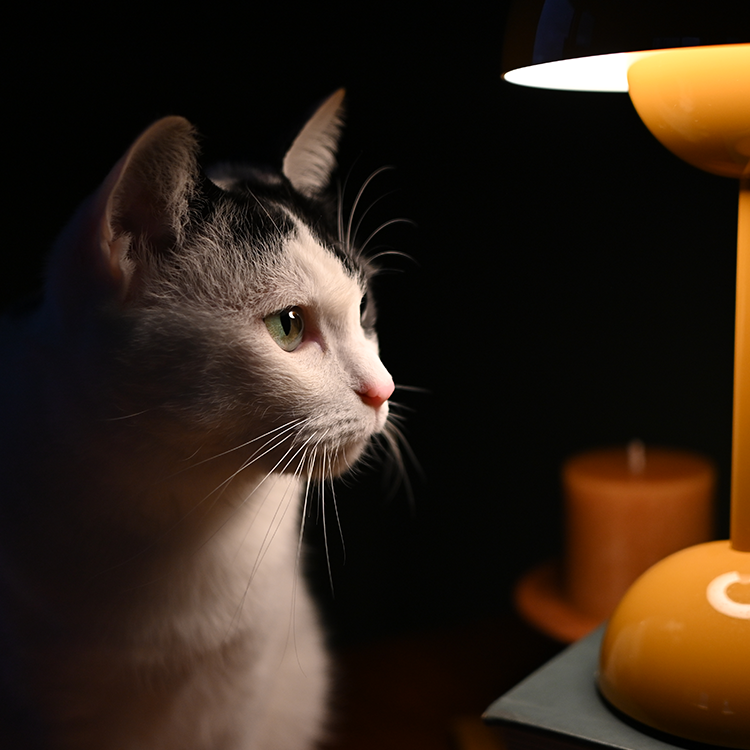 NIKKOR Z DX 24mm f/1.7