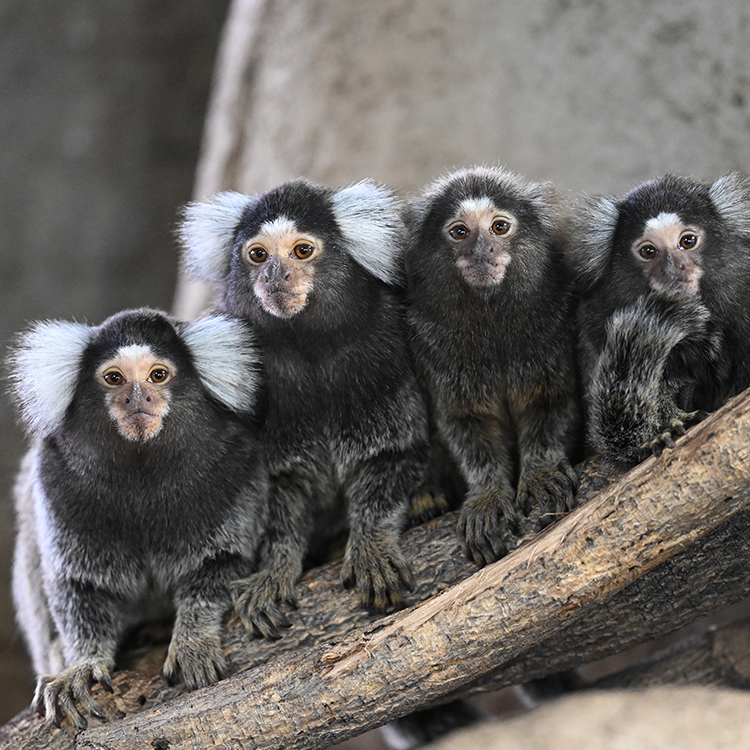 NIKKOR Z 600mm f/4 TC VR S