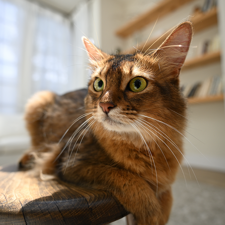 NIKKOR Z 17-28mm f/2.8