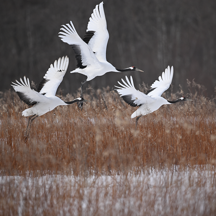 NIKKOR Z 800mm f/6.3 VR S