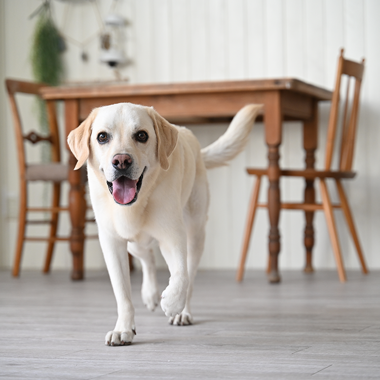 NIKKOR Z 28-75mm f/2.8