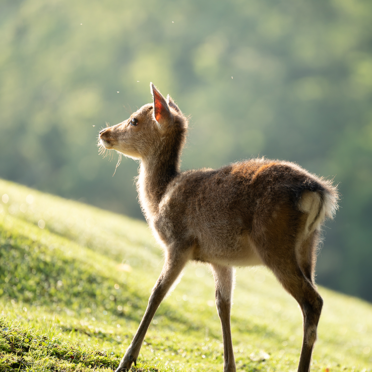 NIKKOR Z 100-400mm f/4.5-5.6 VR S