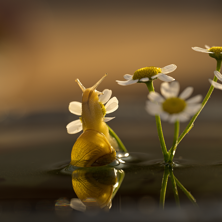 NIKKOR Z MC 105mm f/2.8 VR S