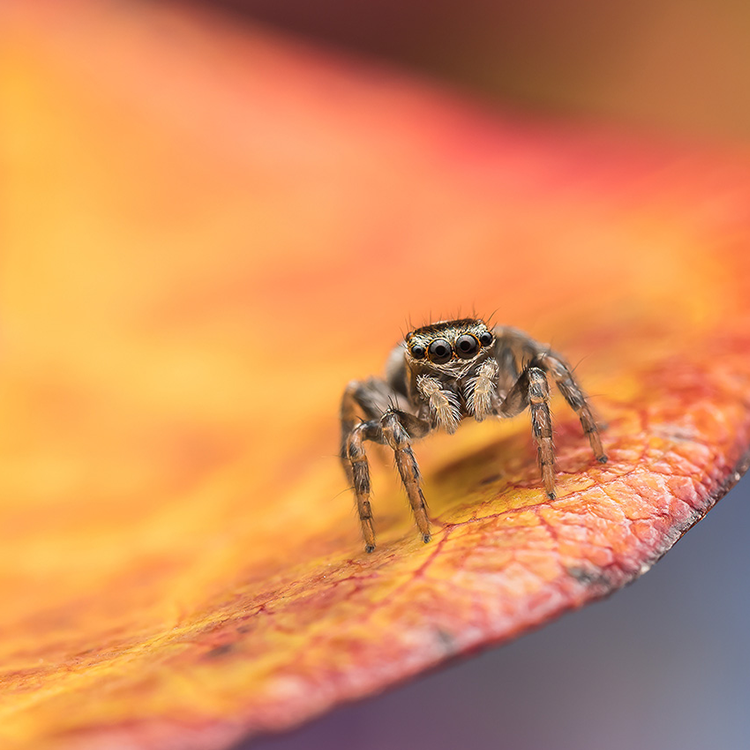 NIKKOR Z MC 50mm f/2.8