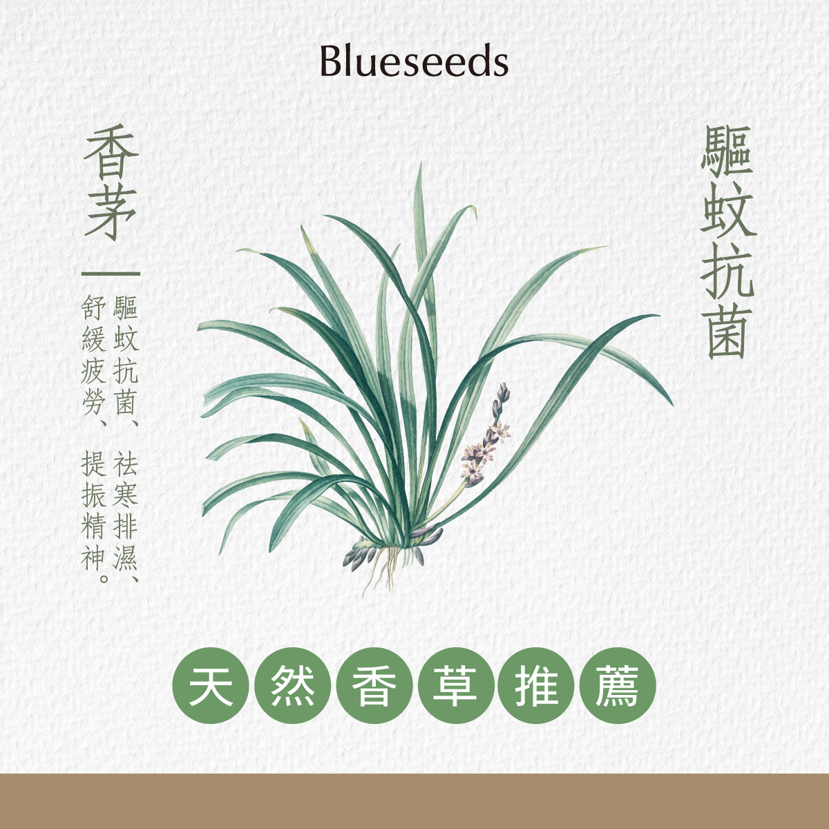 節氣 清明 香茅