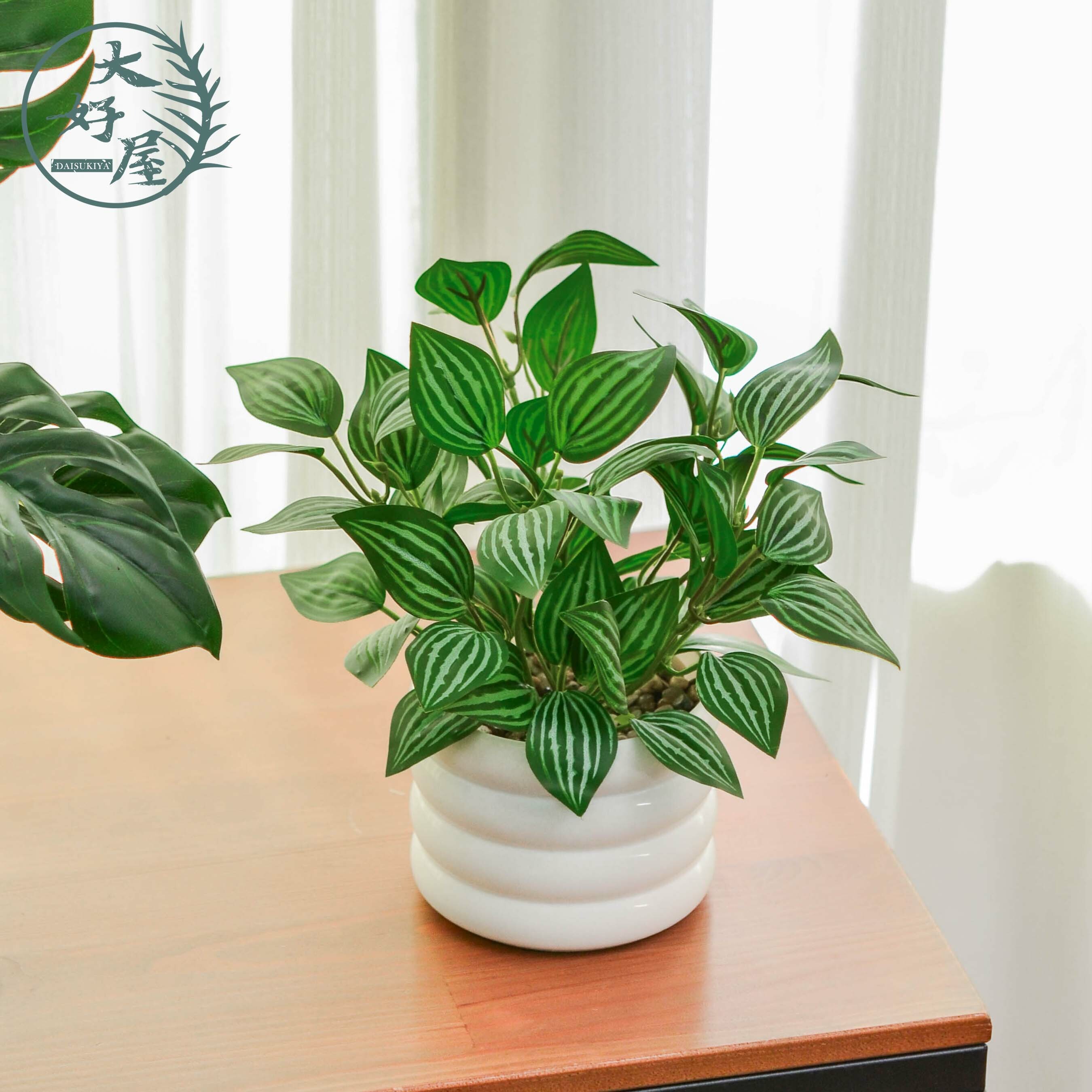 仿真白脈椒葉(椒草)