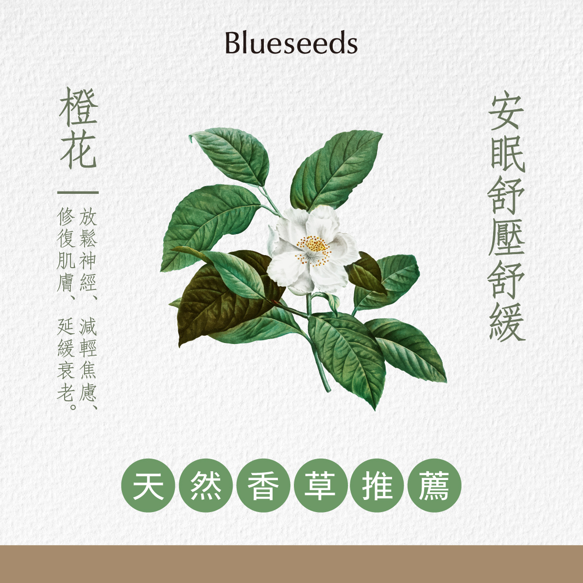節氣 清明 橙花