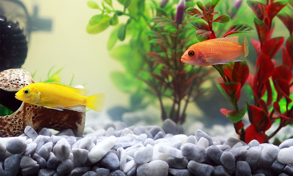 硝化細菌產品,旨在幫助建立和維持水族缸中的硝化系統,分解有害的氨與亞硝酸鹽,提供魚類一個更安全的生活環境