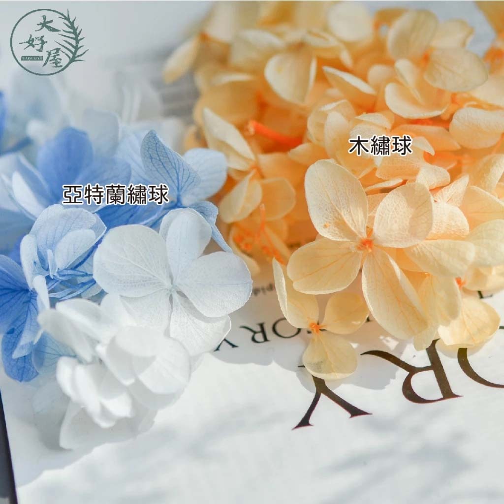【網】永生亞特蘭繡球【約5克】