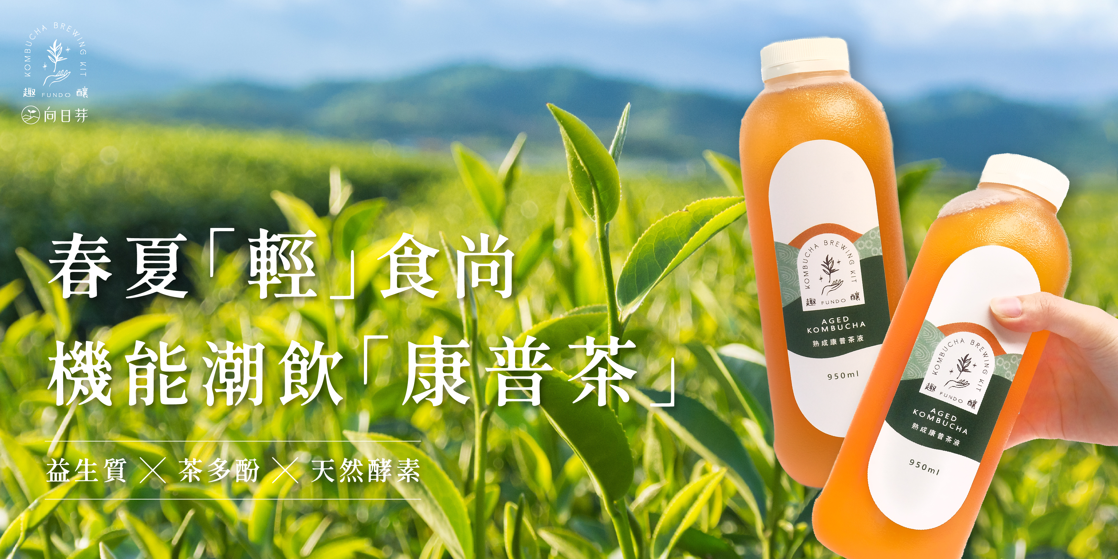 向日芽,sundance,趣釀,康普茶,博士茶