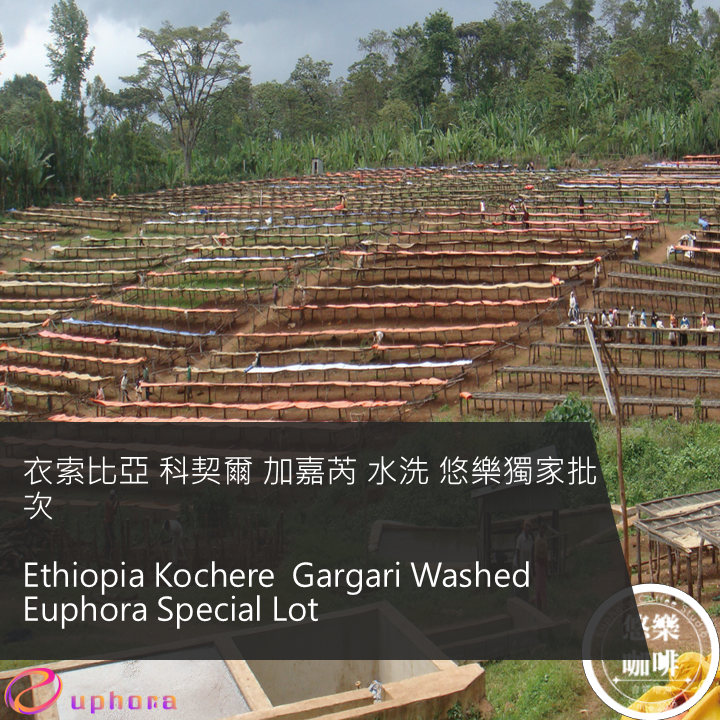 衣索比亞 科契爾 加嘉芮 水洗 悠樂獨家批次