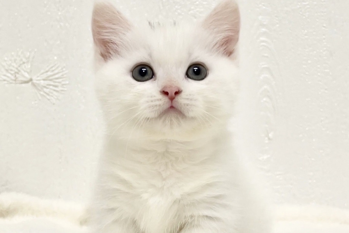 Munchkin Cat Image