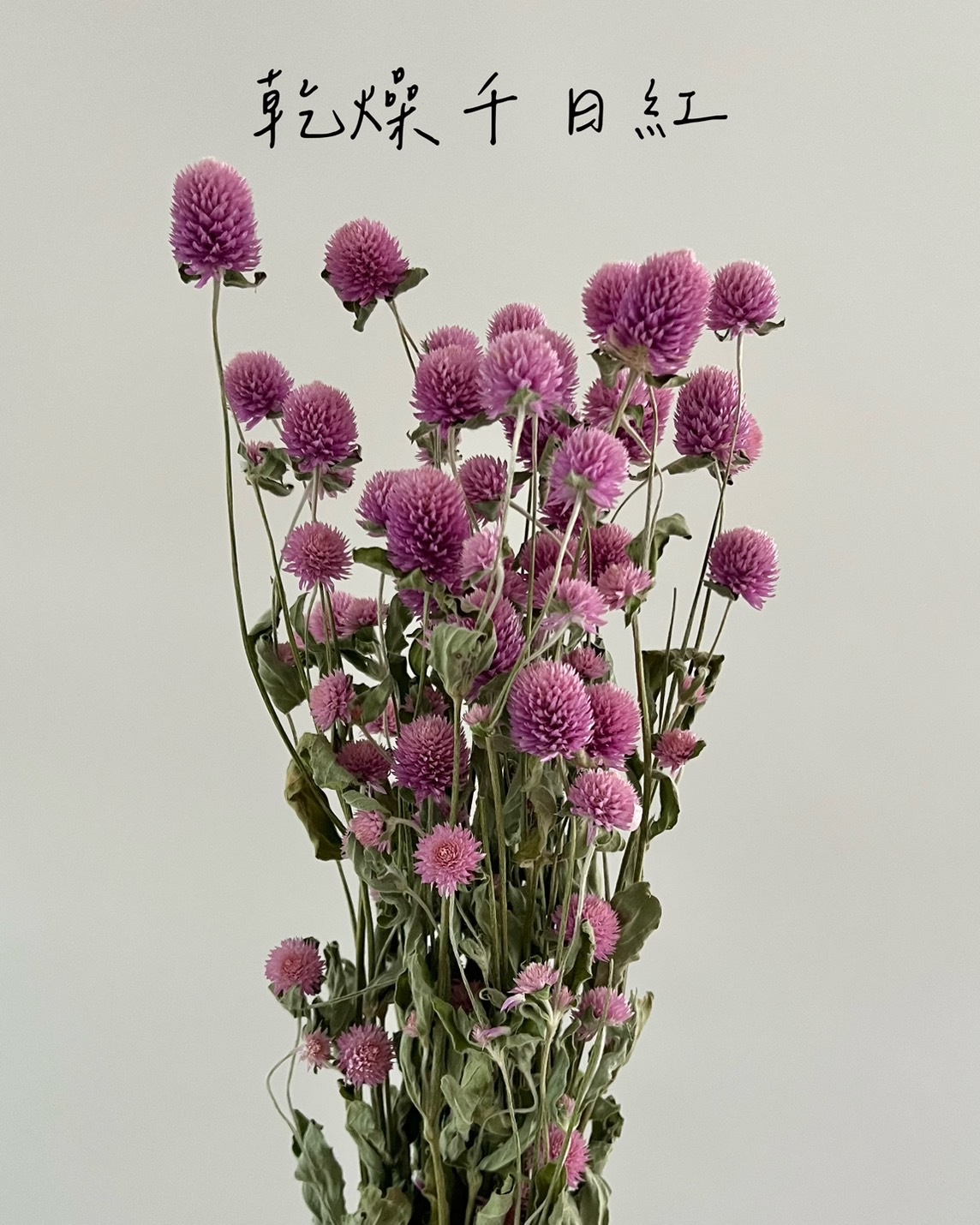 乾燥千日紅(把)