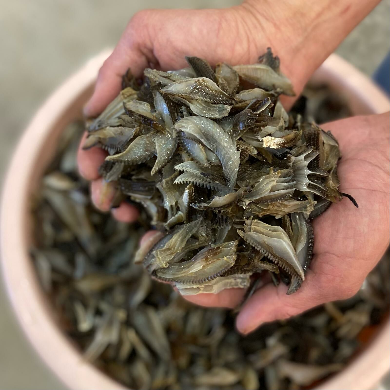 浸發膨魚腮 (454克)