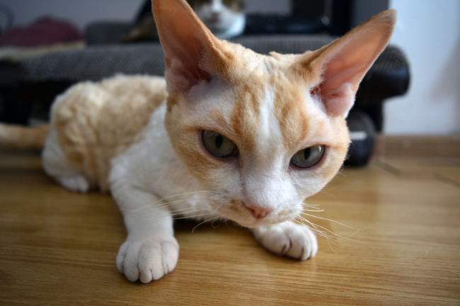 Devon Rex Image