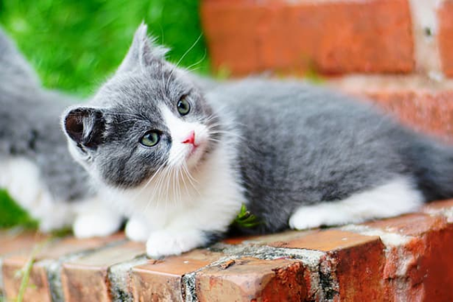 Maine Coon Image