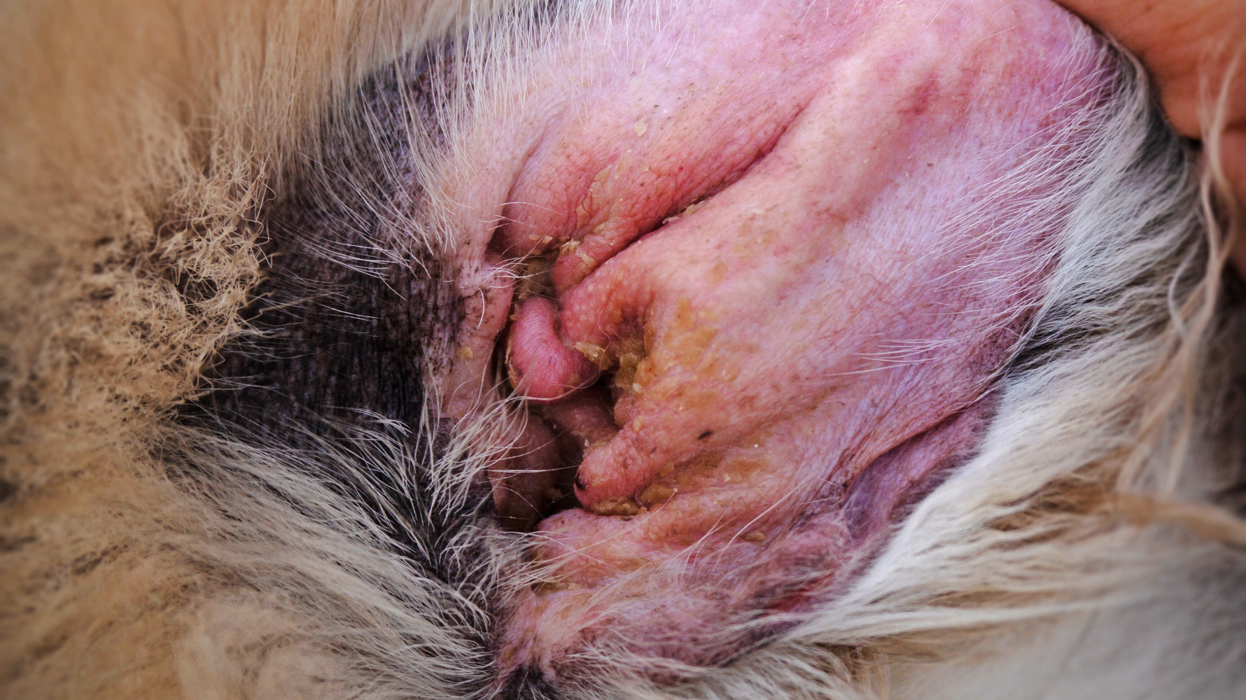 如果耳垢顏色為淡黃色或透明、無異味、狗狗也無搔癢或甩頭行為,屬於健康狀態,僅需維持基礎清潔即可。