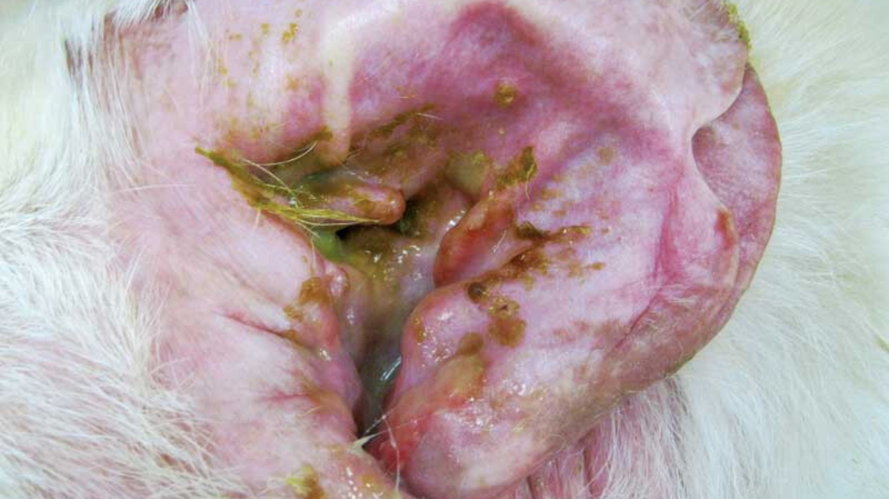 但若出現咖啡色、黑色、綠色等異常顏色,或伴隨明顯臭味、抓耳、紅腫等情況,則應積極護理,必要時儘早就醫。