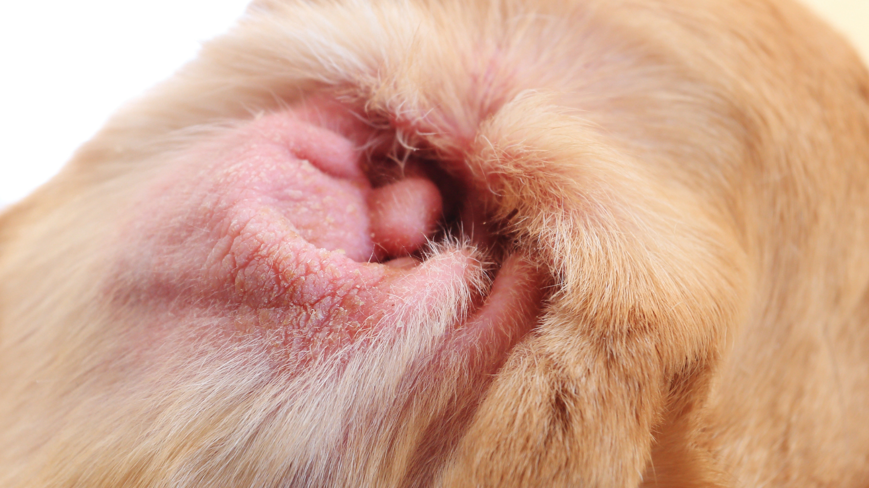 如果發現狗狗的耳朵內有咖啡色分泌物,代表耳道出現問題!最常見的原因包括感染、過敏、寄生蟲等,這些問題如果沒有及時處理,可能會導致更嚴重的發炎或聽力損傷。