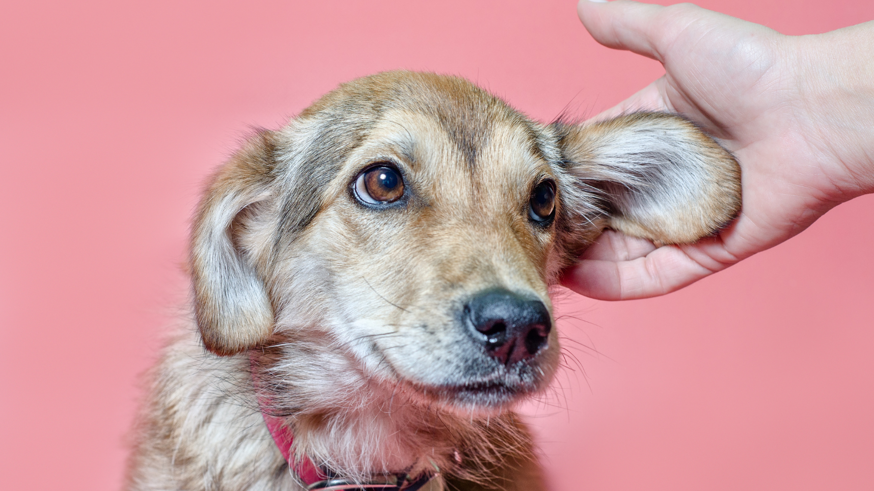 狗狗的耳朵問題常常不是一夜之間發生,而是從輕微的不適逐步惡化。特別是不同耳型的狗狗(如長耳、折耳、立耳),因耳道通風程度不同,感染風險也有所差異。
