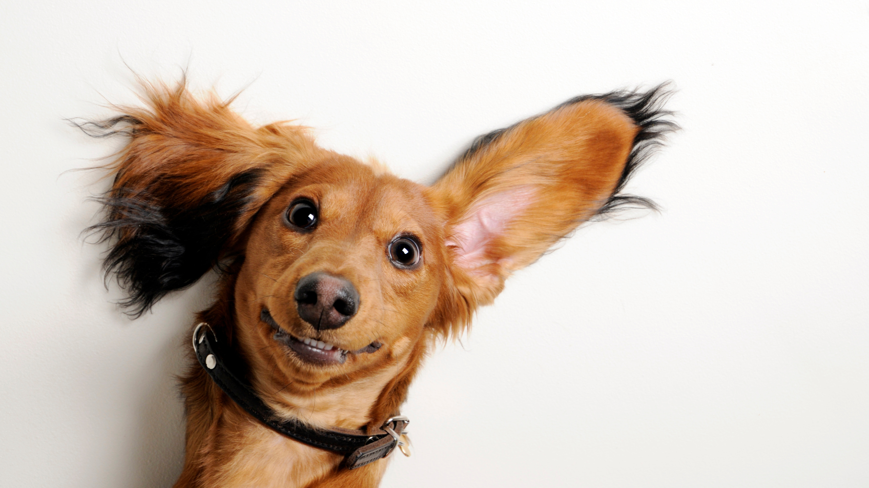 毛孩的耳朵雖小,但問題不可小看。