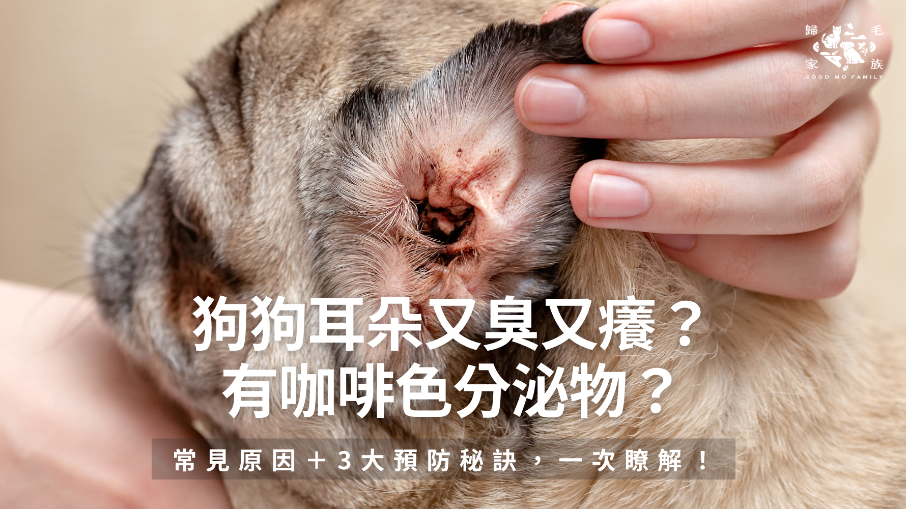 狗狗耳朵又臭又癢？有咖啡色分泌物？常見原因＋3大預防秘訣，一次瞭解！