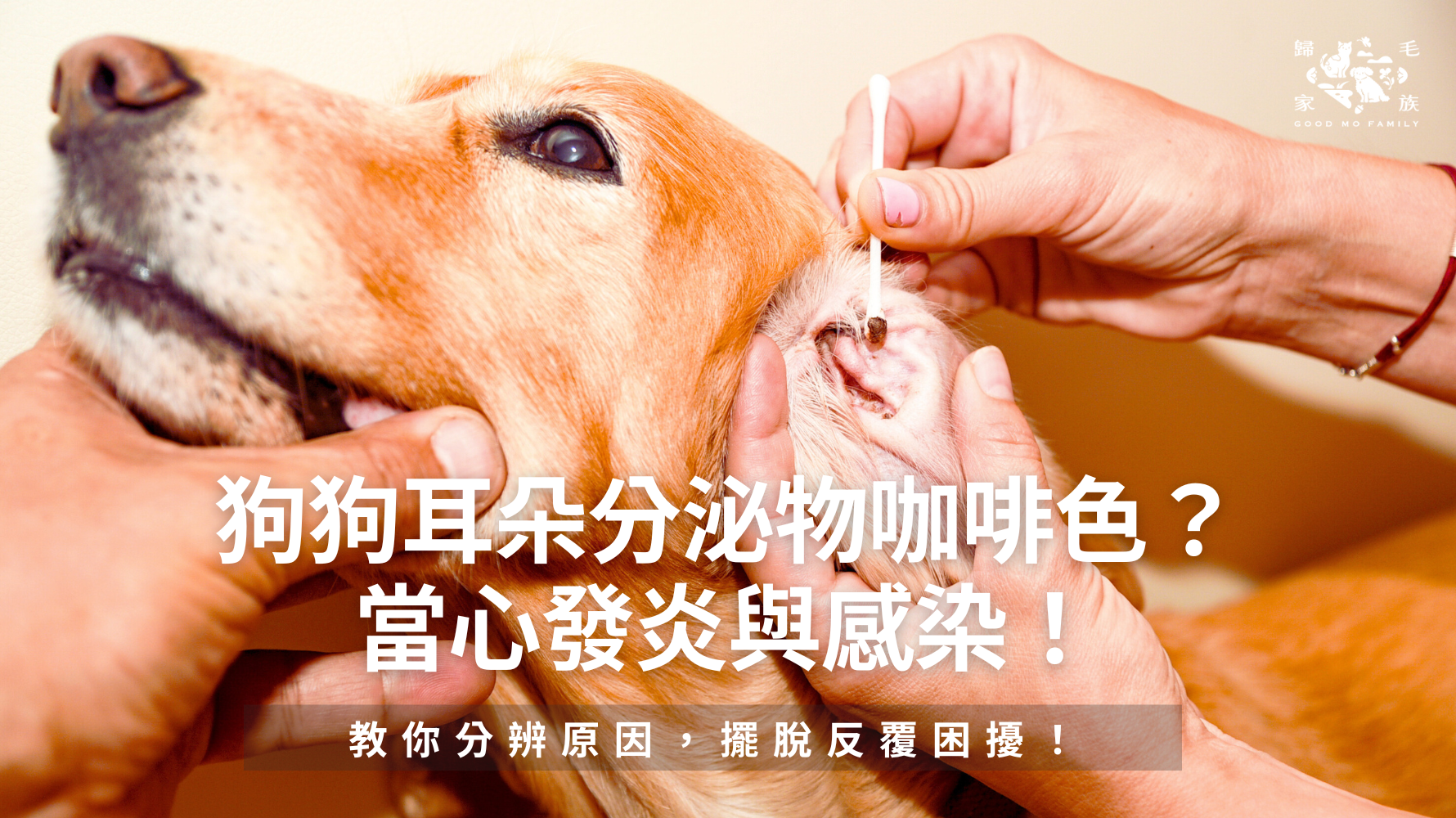 狗狗耳朵分泌物咖啡色？小心可能是發炎！教你分辨原因，擺脫反覆困擾！