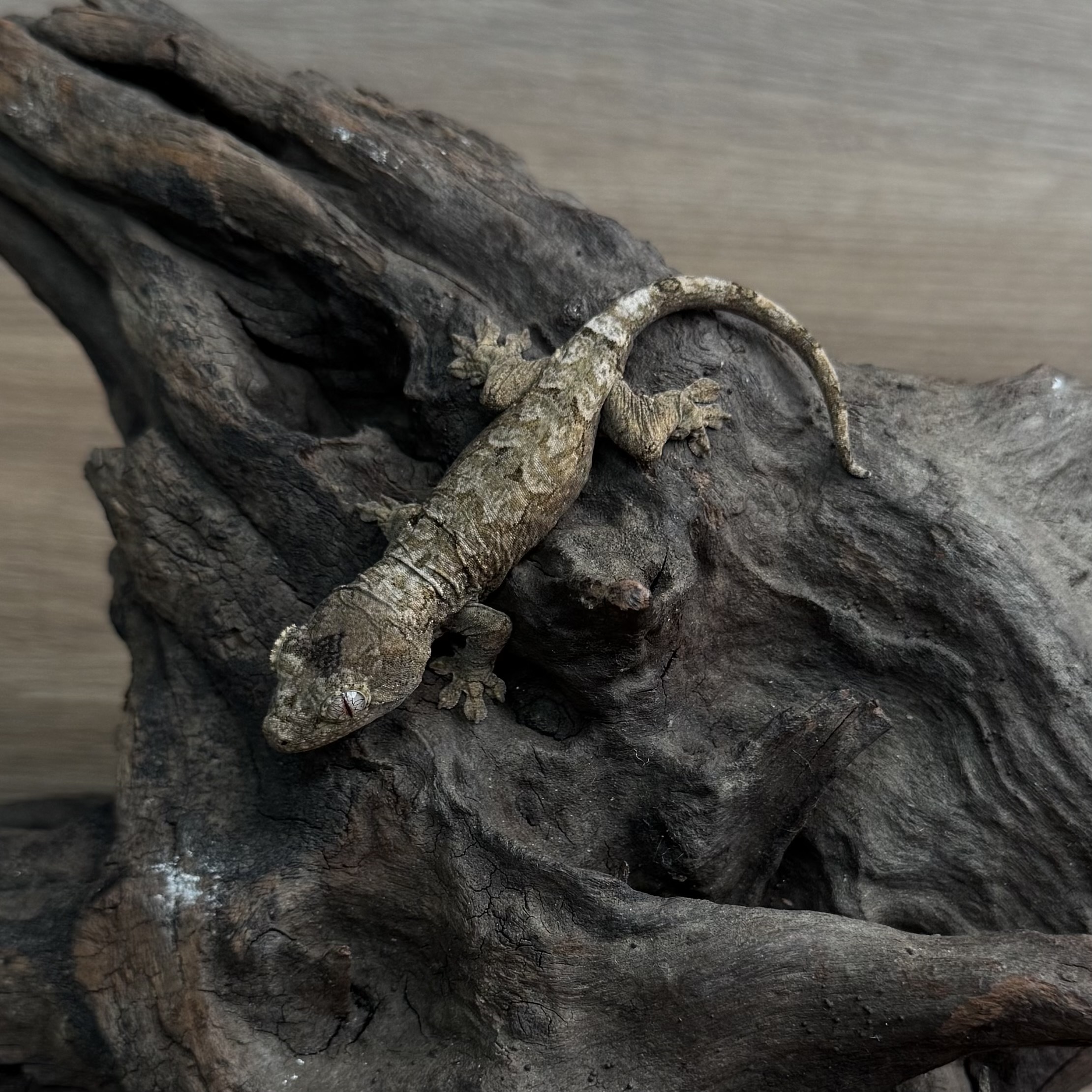 魔物守宮．主島