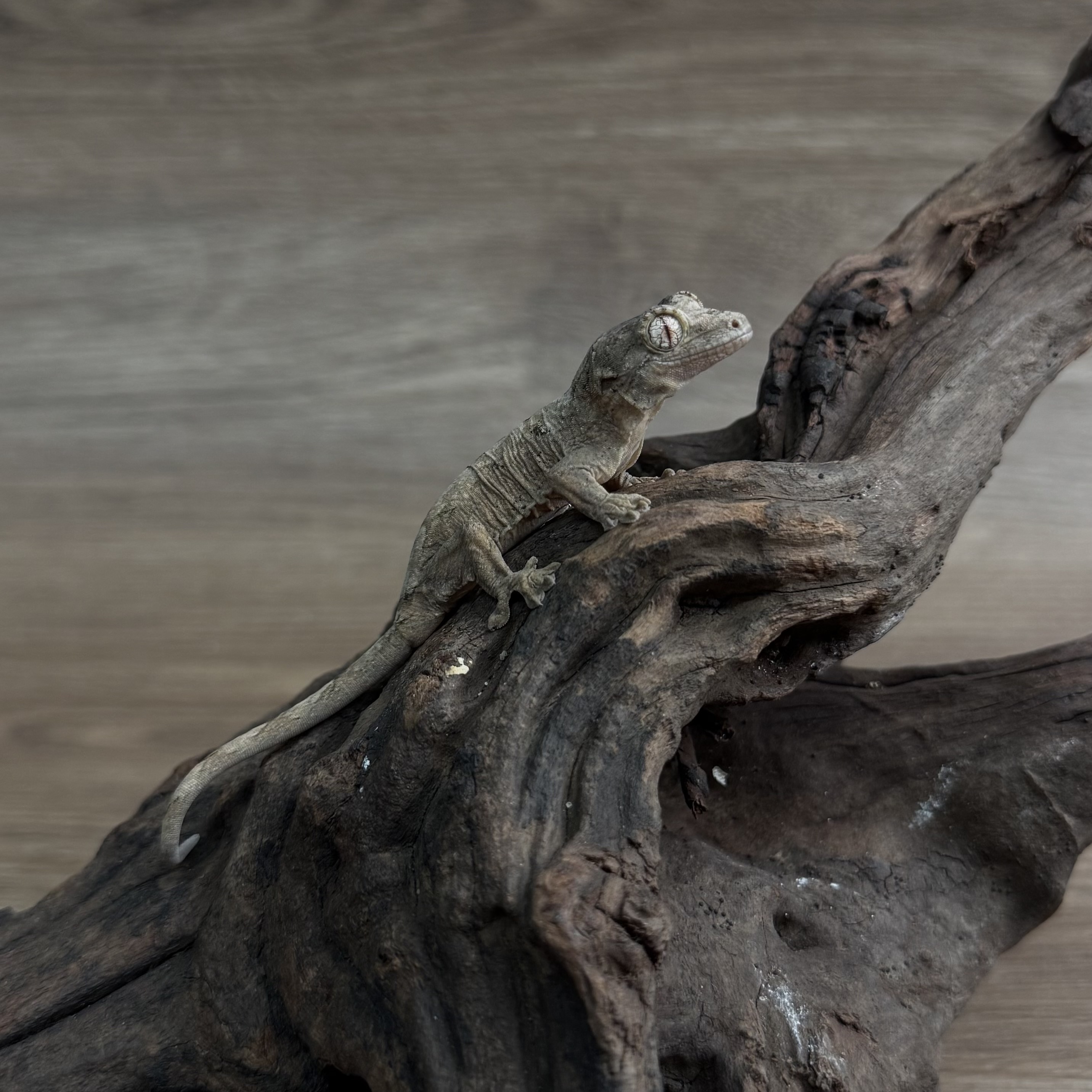 original.jpg?1743785475