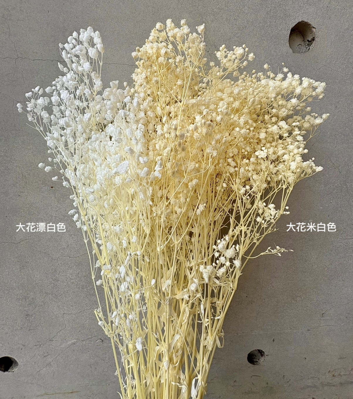 永生滿天星（多色）