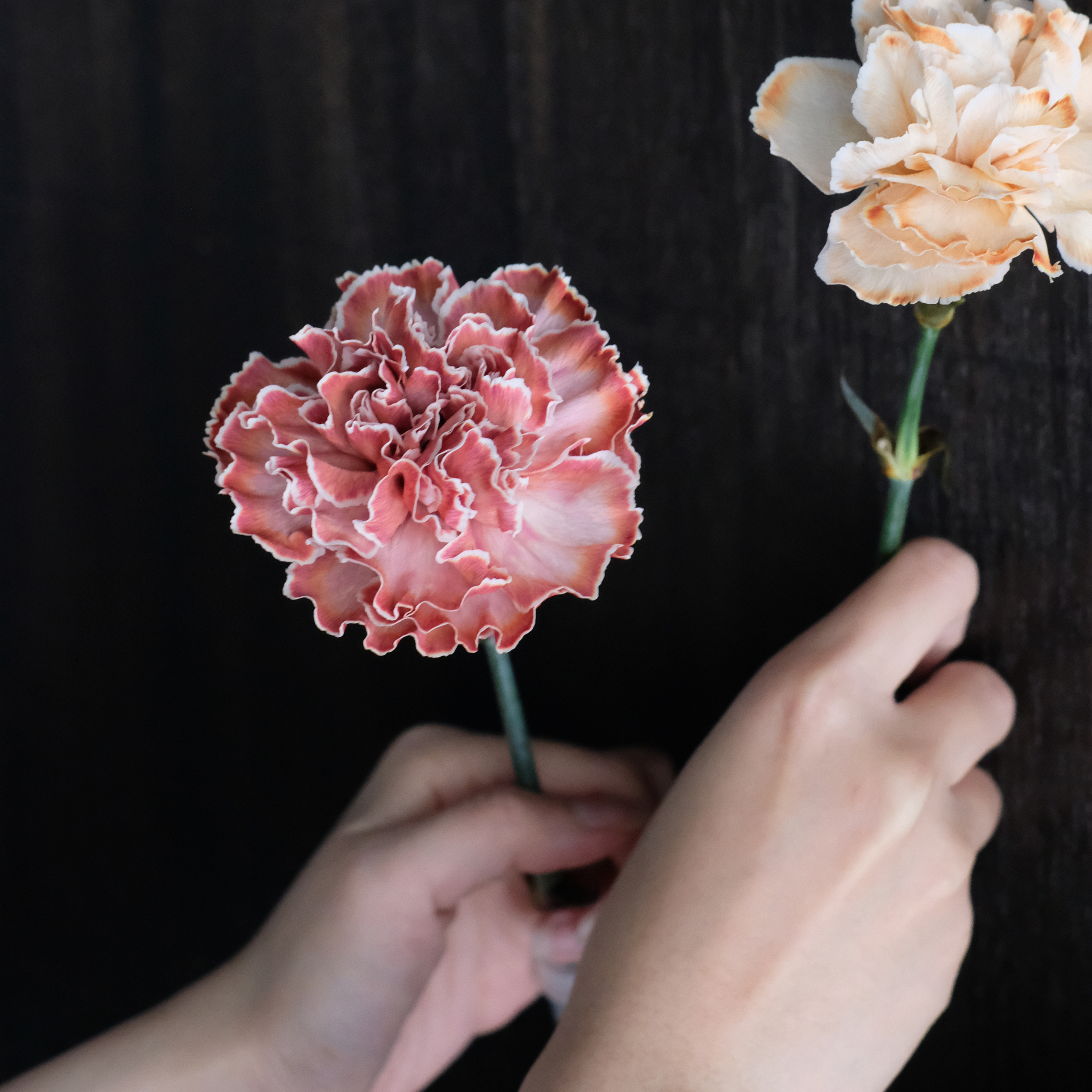 心之緋紅|緋紅康乃馨單朵花盒