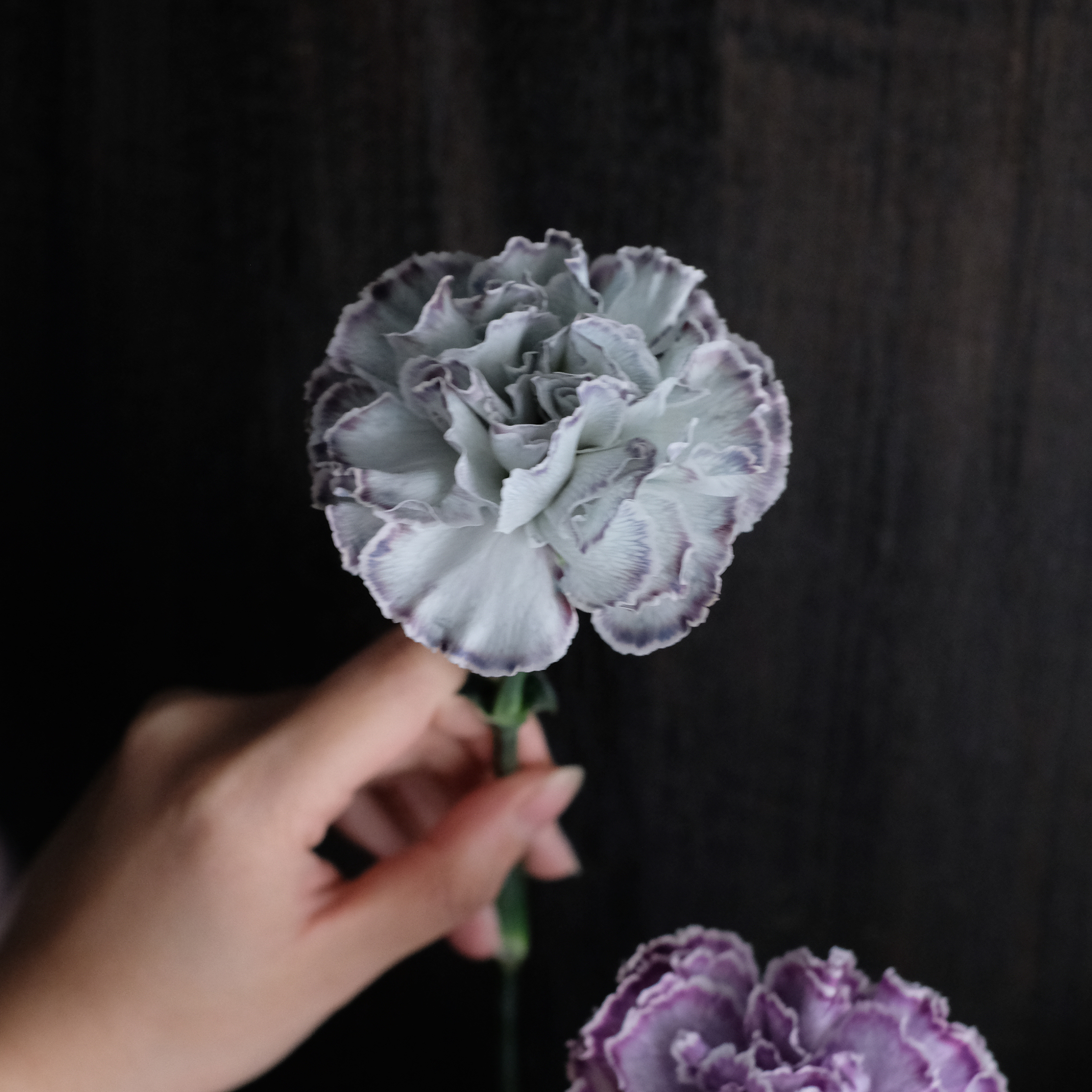 眼底晨光｜藍色康乃馨單朵花盒