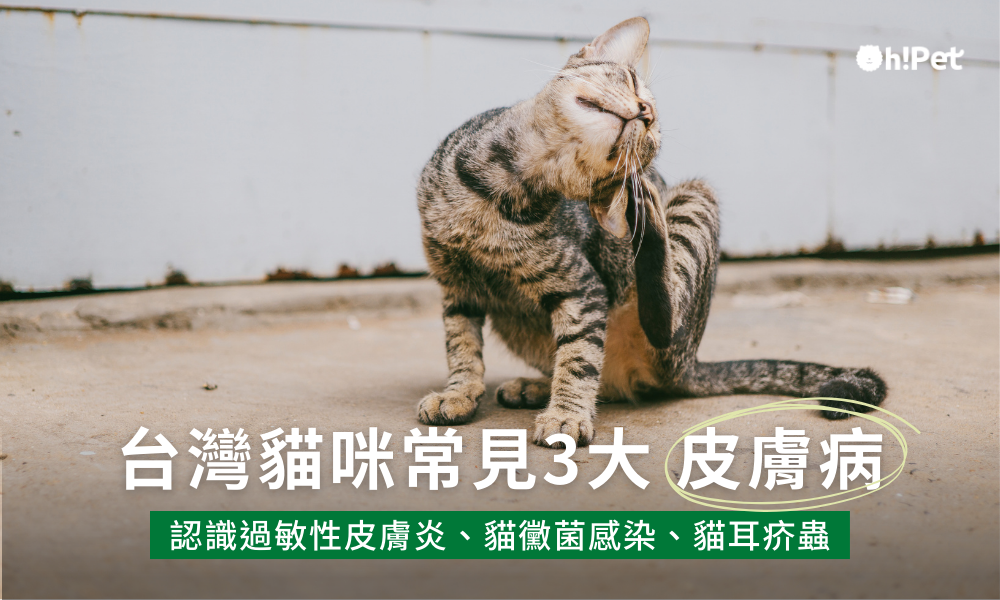 台灣貓咪常見三大皮膚病
