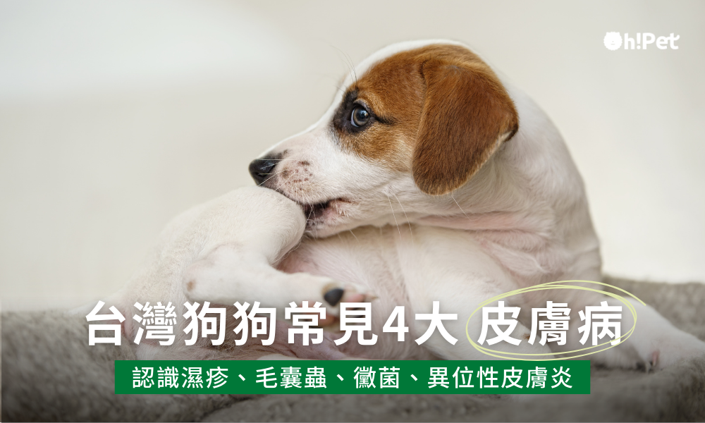 狗狗常見皮膚病