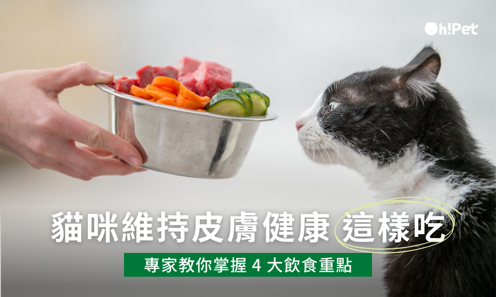 貓咪皮膚健康這樣吃