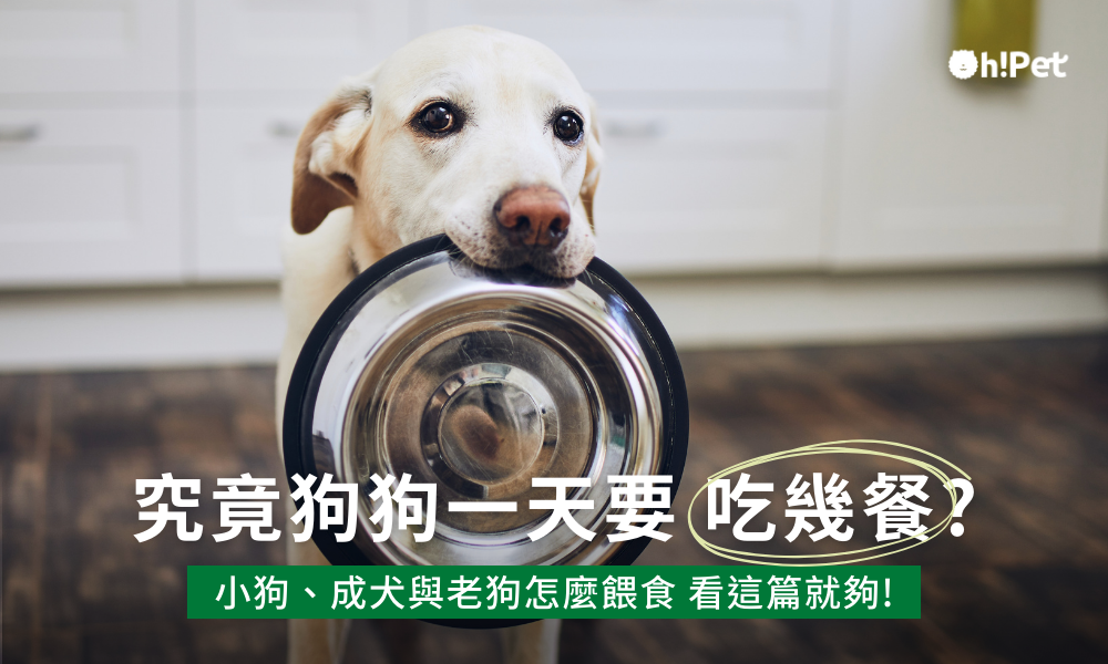 狗狗一天吃幾餐