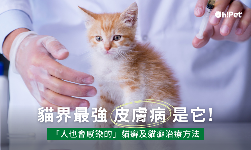 貓界最強皮膚病