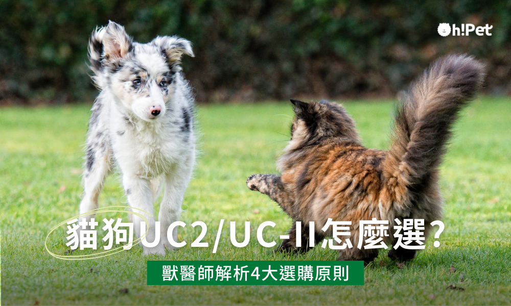 貓狗UC2怎麼選