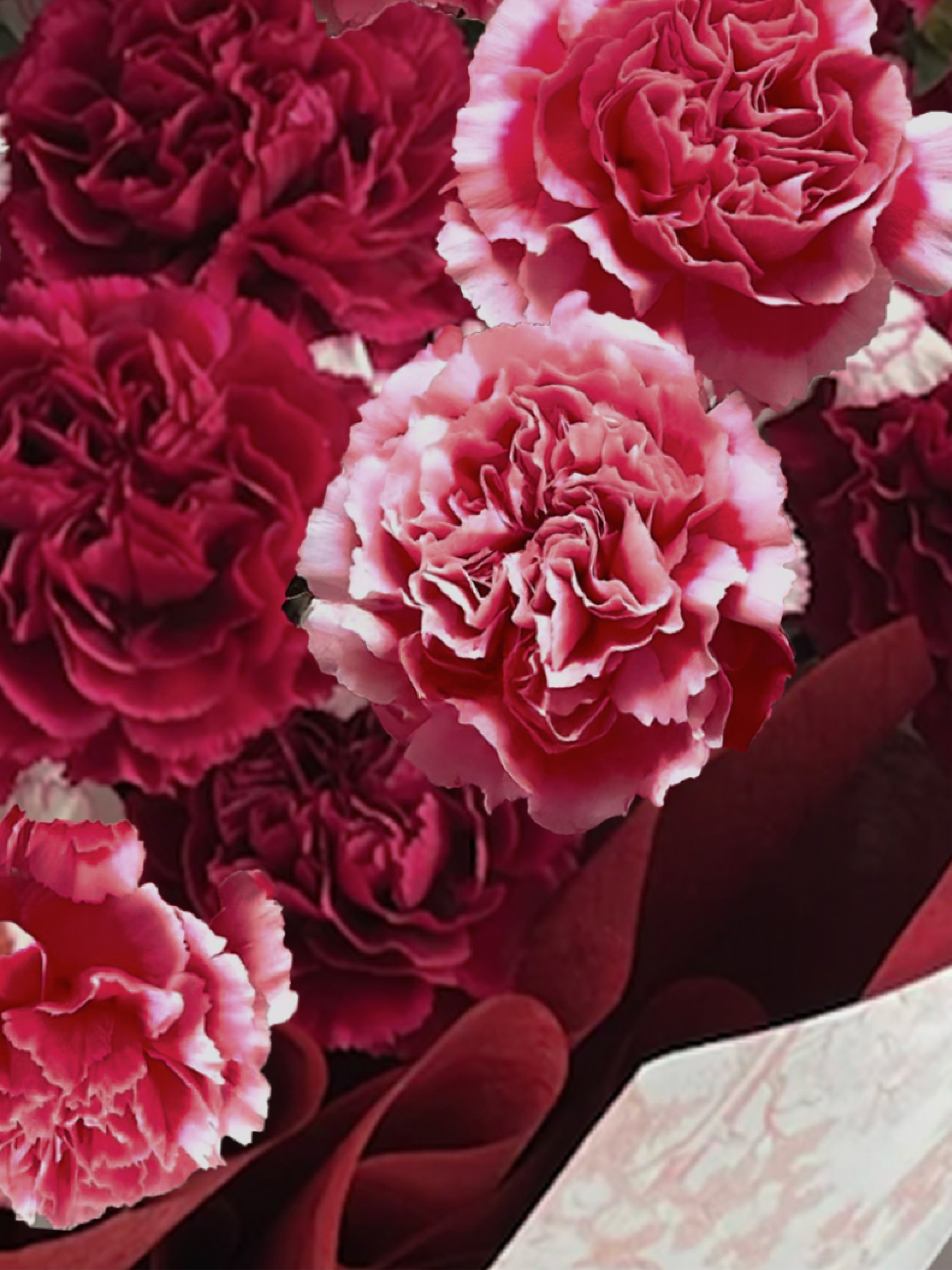 (非季節)滿滿的康乃馨花束-豔紅 / XL /