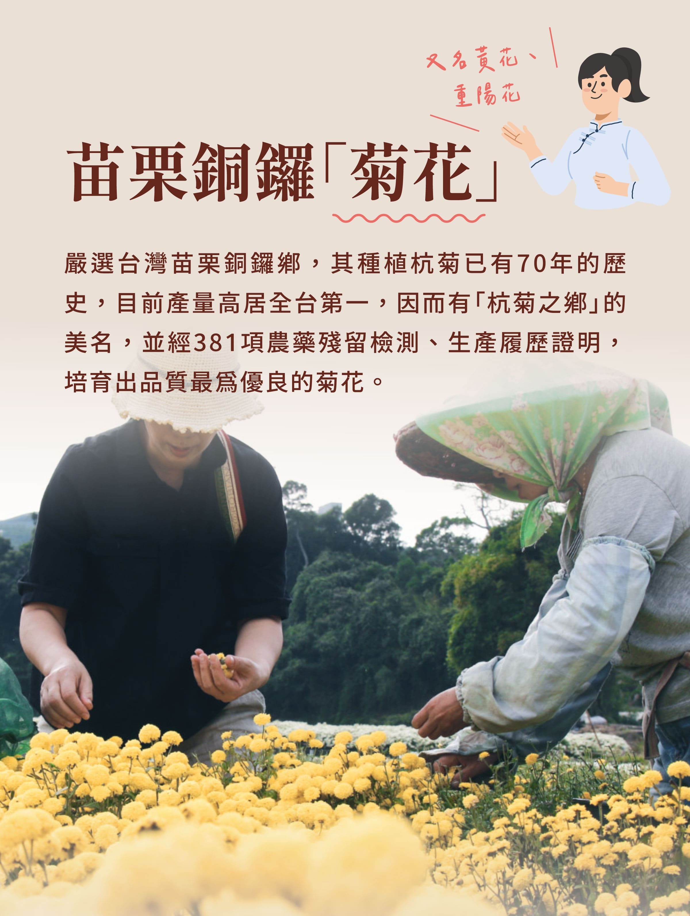 介紹炯炯茶原料在地花王菊花