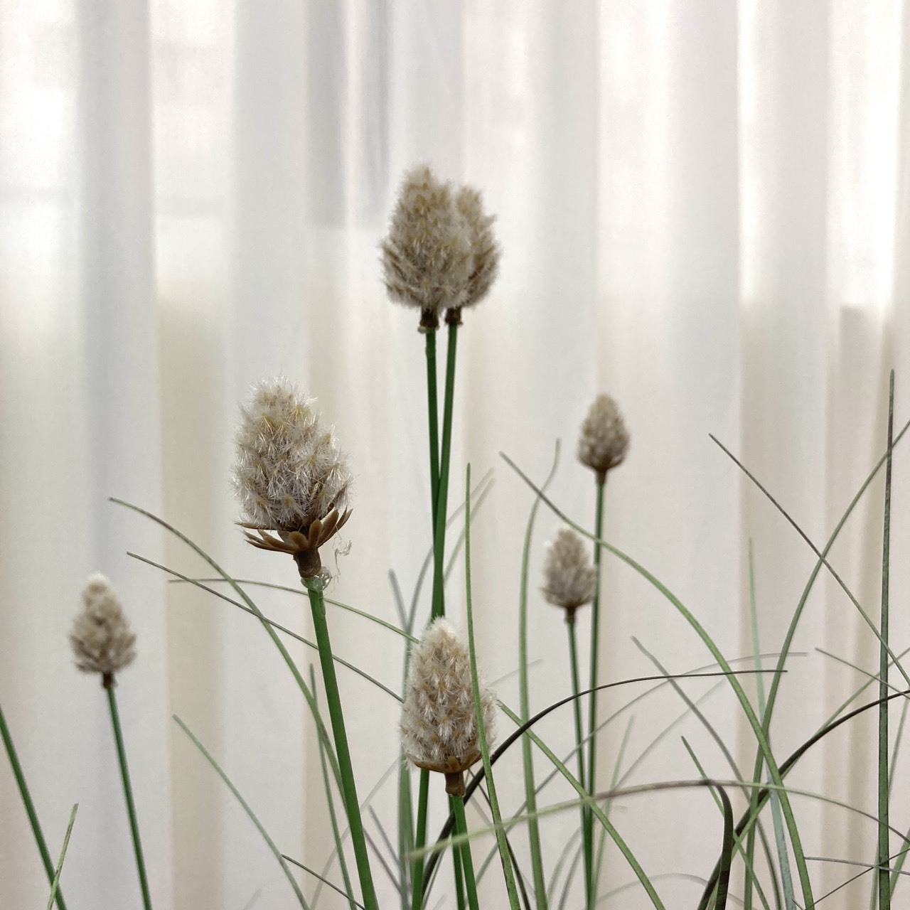 仿真小兔尾草盆栽