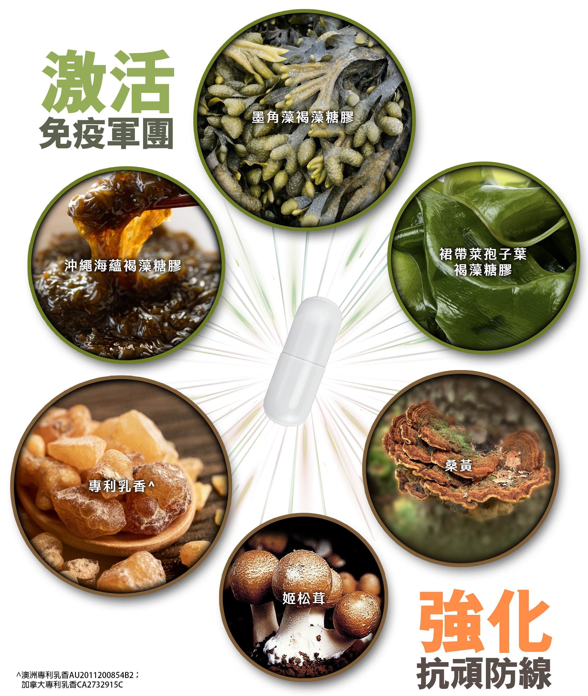 激活免疫軍團 強化抗頑防線  雖然我們有強大的免疫軍團坐陣，但他們也是有弱點的，而且異細胞狡猾多變，懂得利用各種策略躲避、削弱甚至操控免疫細胞，使它們無法有效發揮戰鬥力，導致難以將之完全清除。在長期的抗頑過程中如自身免疫力不足，免疫軍團可能因戰鬥過度而陷入疲乏，導致攻擊力大幅減弱。這時候便需要外部助力來強化免疫細胞，幫助它們恢復戰鬥力。  第二代醫藥級「極・沖繩褐藻糖膠」蘊含三種珍稀褐藻糖膠——日本沖繩海蘊褐藻糖膠、墨角藻褐藻糖膠和裙帶菜孢子葉褐藻糖膠，再加入專利乳香、桑黃及姬松茸，每粒活性成分濃度高達95%。多種醫藥級活性成分形成協同作用，大幅提高針對異細胞的「攻、守、防」能力。