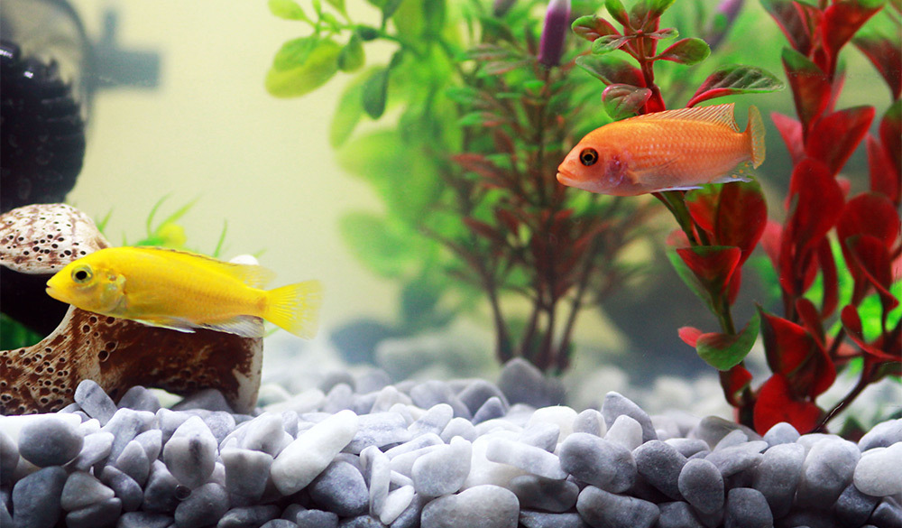 這種設計能有效提升溶氧量,即使高密度飼養也能確保魚隻健康成長