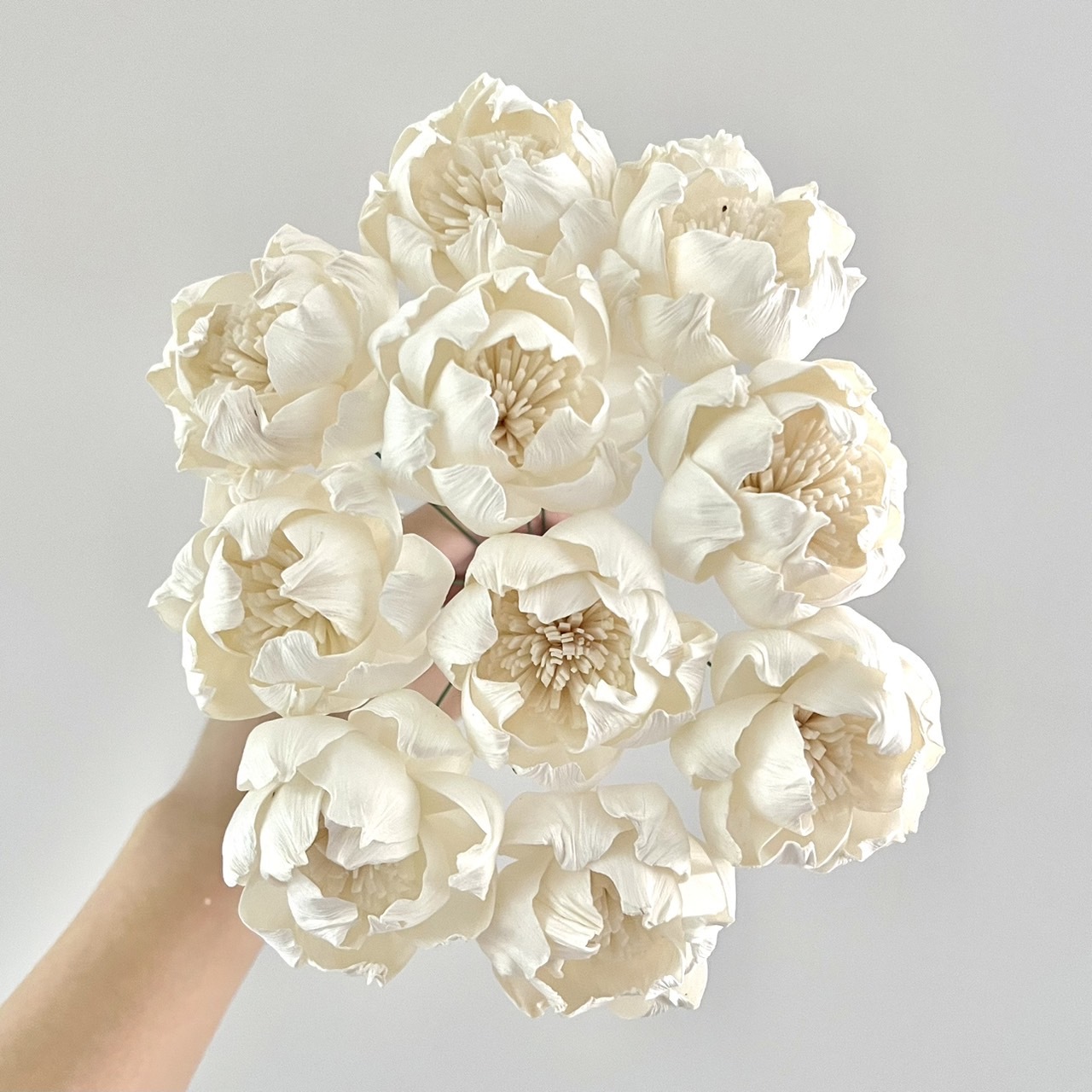 泰國索拉 尖葉牡丹(白心) 6CM <十支一把> (高品質)