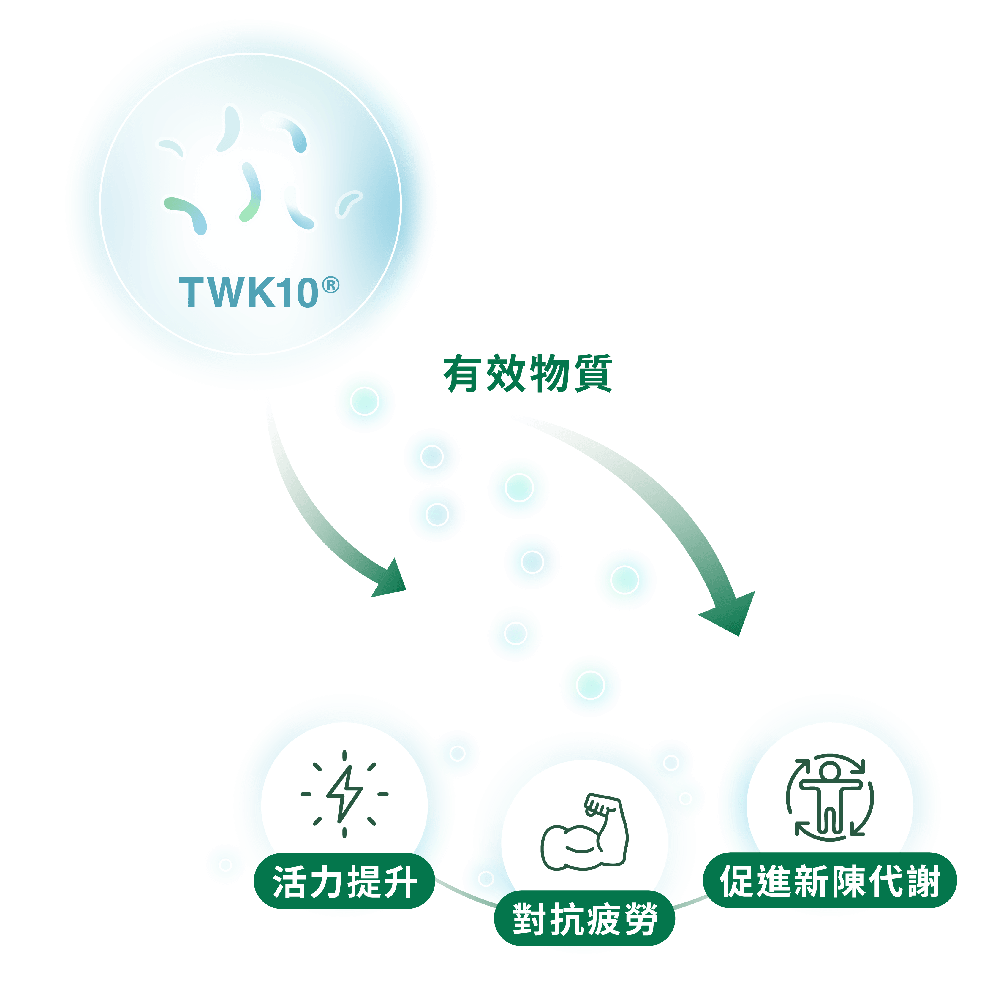 調整菌叢生態,進而影響代謝與身體組成