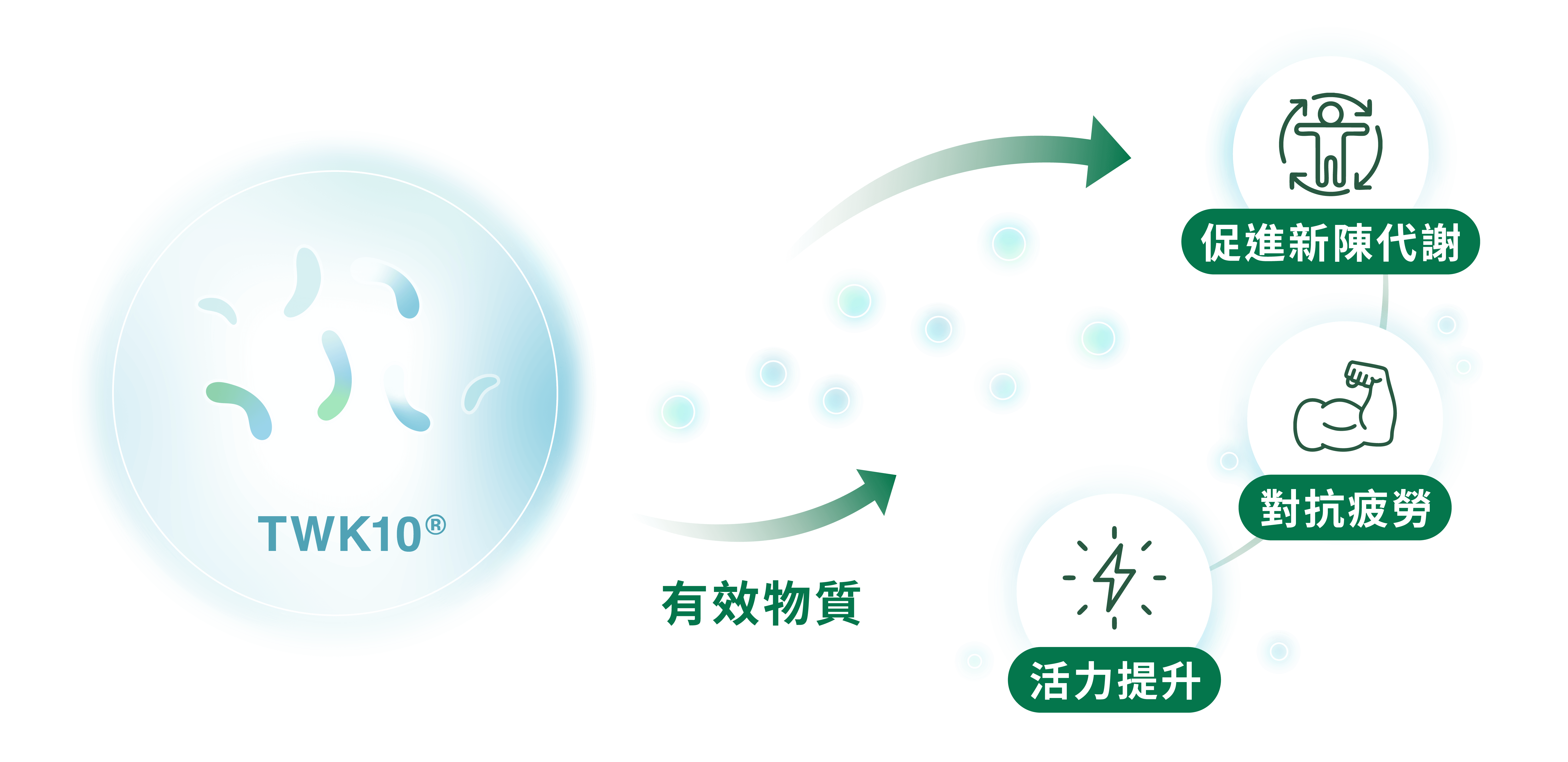 調整菌叢生態,進而影響代謝與身體組成