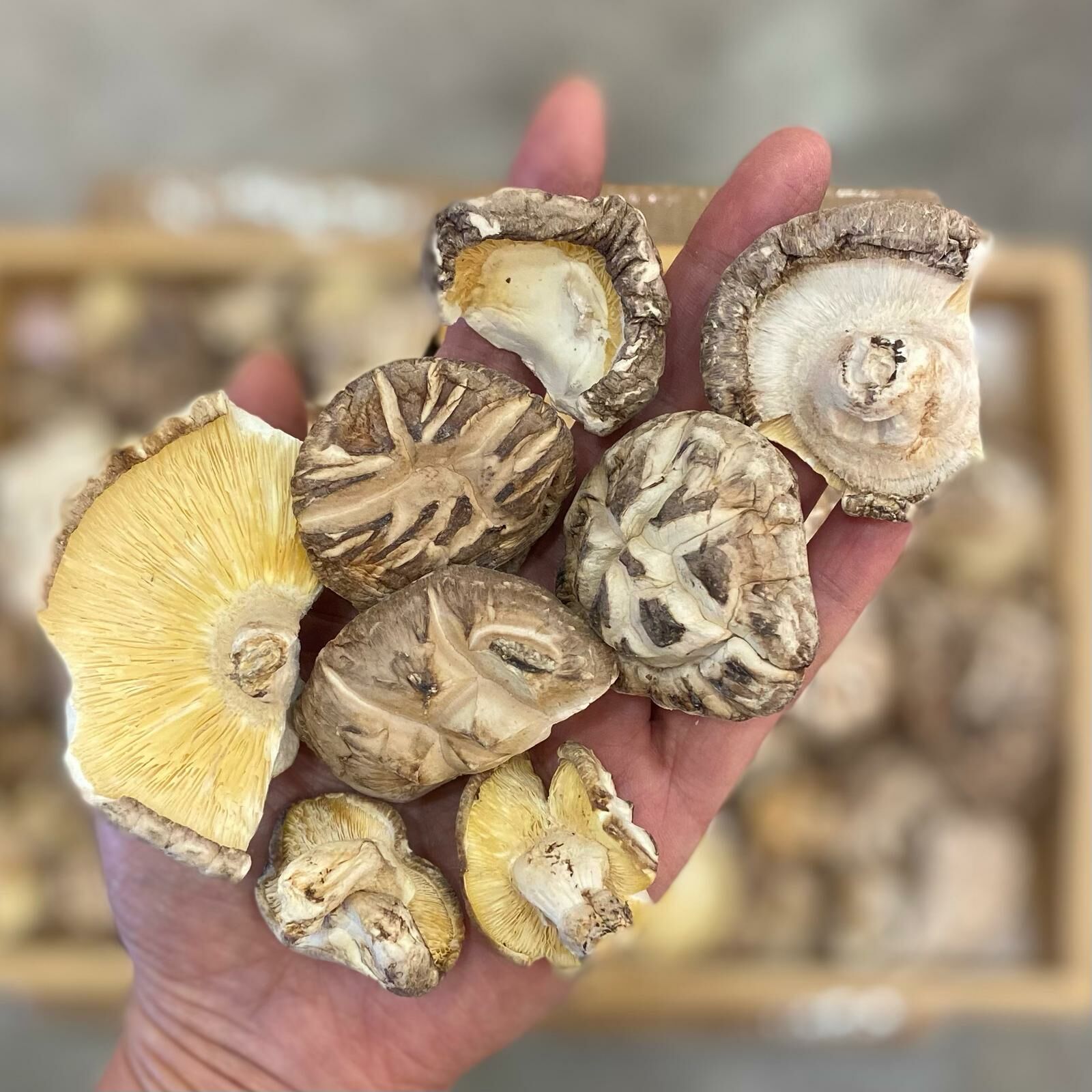 原木冬菇(300克)